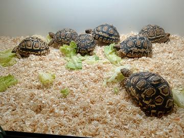 Tartarughe di terra STIGMOCHELYS PARDALIS cm 12
