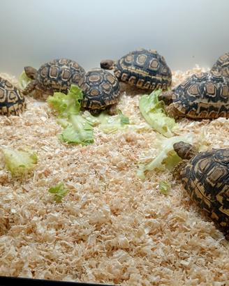 Tartarughe di terra STIGMOCHELYS PARDALIS cm 12