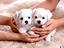 Immagine 9