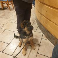 Ultima cucciola di pastore tedesco