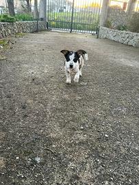 Cagnolini vogliono una casa ?