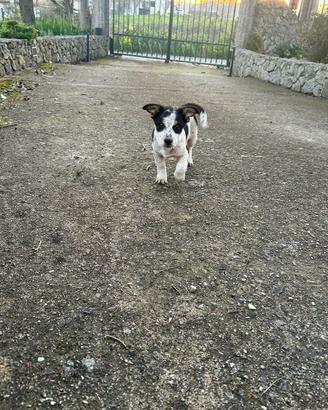 Cagnolini vogliono una casa ?