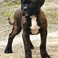 Cane Corso