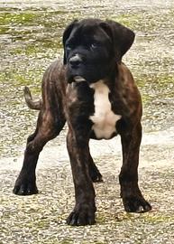 Cane Corso
