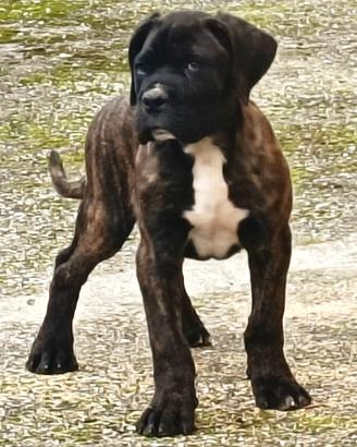 Cane Corso