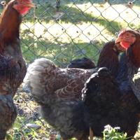 Gallina e gallo wiandotte