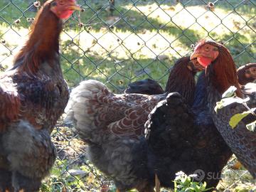 Gallina e gallo wiandotte