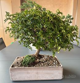 Bonsai Zanthoxylum Piperitum - Pianta del Pepe