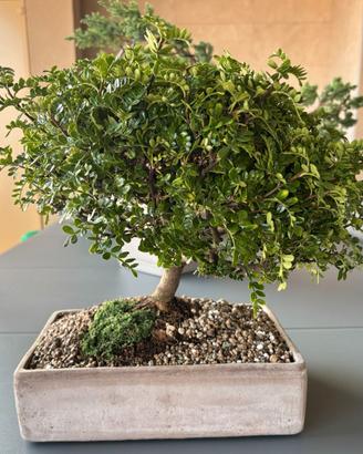Bonsai Zanthoxylum Piperitum - Pianta del Pepe
