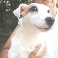 Parson rassell terrier