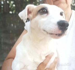 Parson rassell terrier