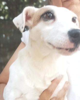 Parson rassell terrier