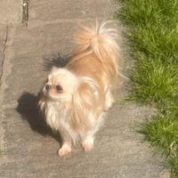 Chihuahua adulto