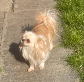 Chihuahua adulto