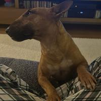 Bull terrier miniature