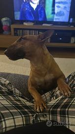 Bull terrier miniature