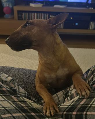 Bull terrier miniature