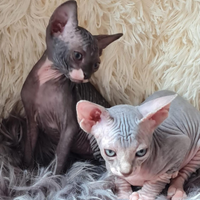 Cuccioli Canadian sphynx