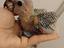 Immagine 1