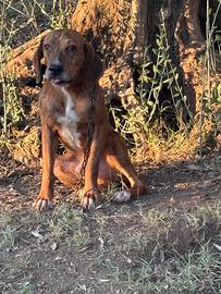 Cani da cinghiale