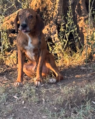 Cani da cinghiale