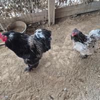 Galline ornamentali brahma millefiori e quaglia