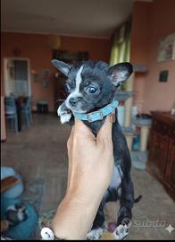 Chihuahua taglia piccola