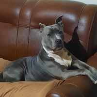 Pitbull blue nose in adozione