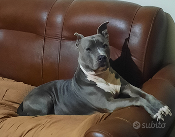 Pitbull blue nose in adozione