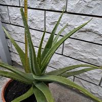 Aloe vera con vaso o senza piante grasse