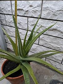 Aloe vera con vaso o senza piante grasse