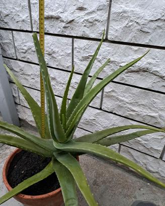 Aloe vera spedite con vaso o senza piante grasse