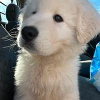 Cucciolo di pastore maremmano puro