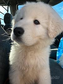 Cuccio di pastore maremmano puro