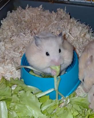 Cuccioli criceti