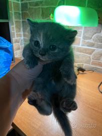 Gattini persiani grigi