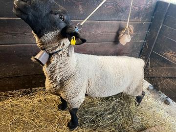 Maschio suffolk