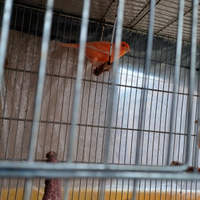 Canarini maschio rosso