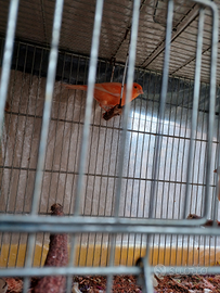 Canarini maschio rosso