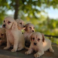 Cuccioli di setter inglese