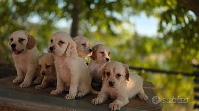Cuccioli di setter inglese