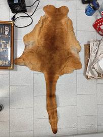 Tappeto di Kanguro Vintage Design Modernariato