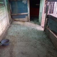 Spazio per ricovero cani