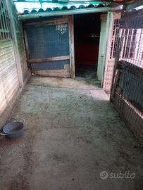 Spazio per ricovero cani