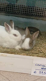 Coniglio nano femmina