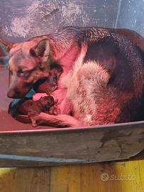 Pastore tedesco cuccioli