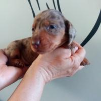 Cuccioli di bassotto nano
