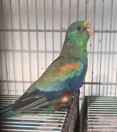 Parrocchetto multicolore