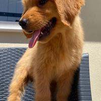 Golden Retriever Americani