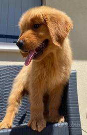 Golden Retriever Americani